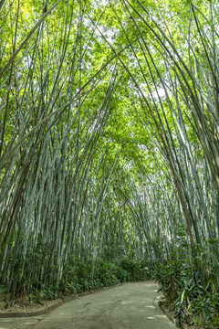 竹林景观