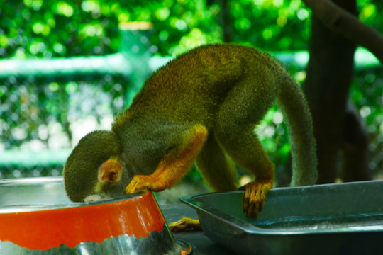 松树猴在喝水