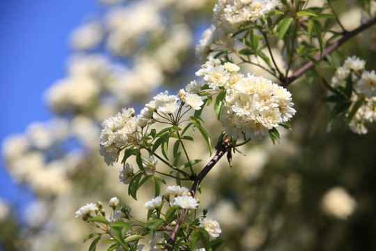 木香花