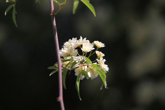 木香花