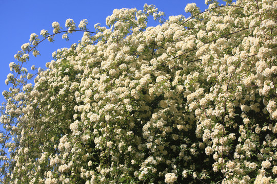 木香花