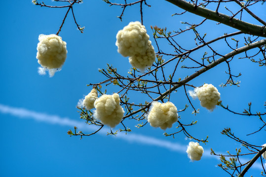 异木棉蒴果