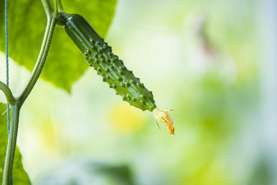 黄瓜种植