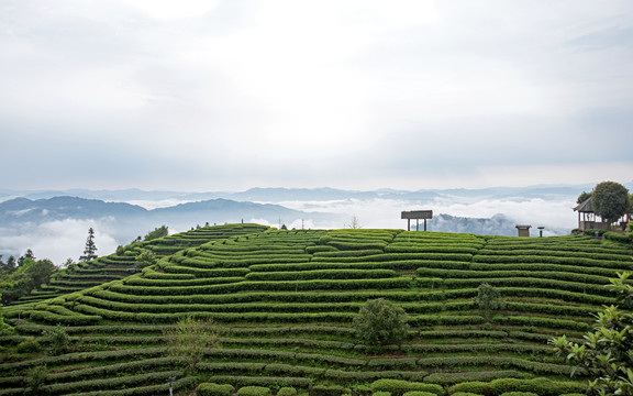 高山茶场