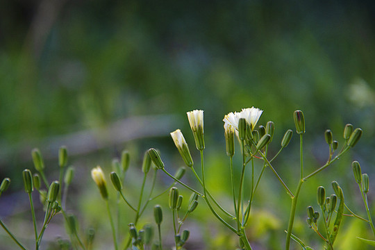 中华苦荬菜花