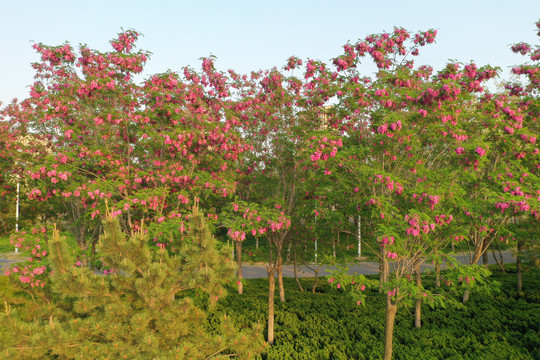 春暖花开槐树花