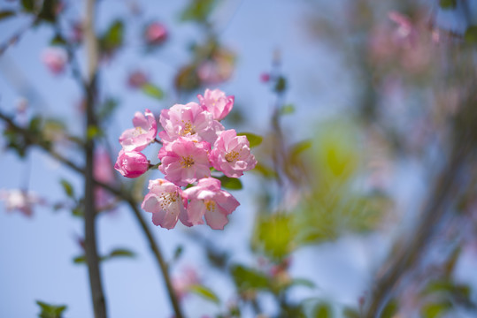 海棠花