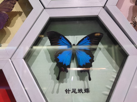 蝴蝶展馆