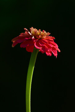 百日菊