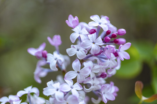 丁香花