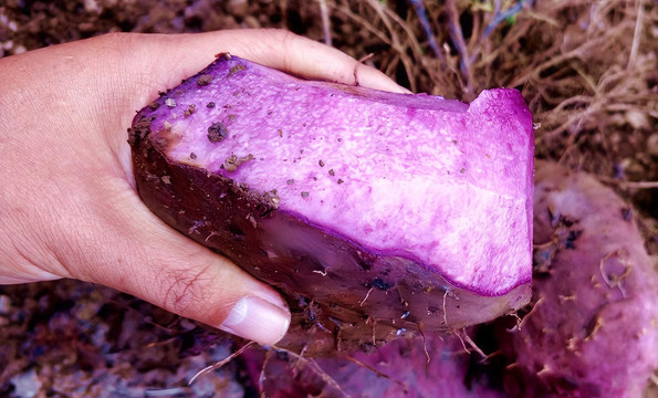 紫山药紫大薯