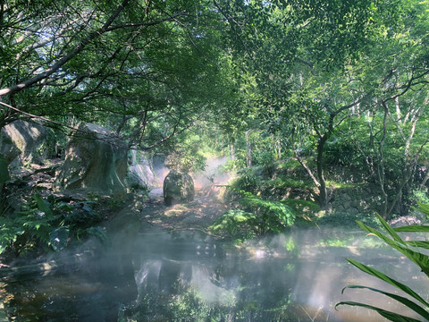 热带雨林