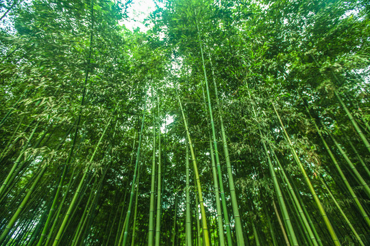 竹林
