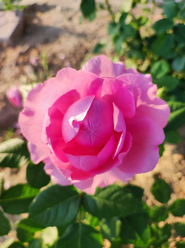 玫瑰花