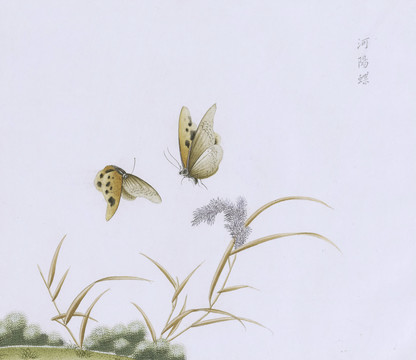 河阳蝶虫草国画小品