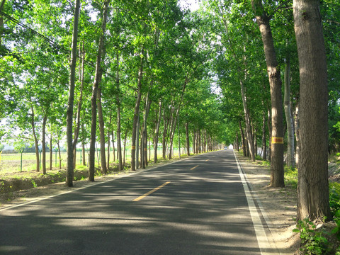 林荫大道