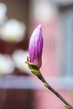 树枝上一朵紫玉兰花骨朵