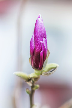 树枝头上的一朵紫玉兰花骨朵