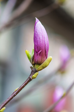 树枝头上一朵紫玉兰花骨朵