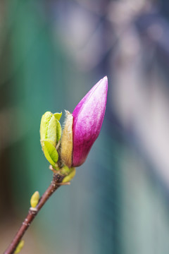 一朵还未开花的紫玉兰花骨朵
