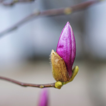 一朵未开花的紫玉兰花骨朵
