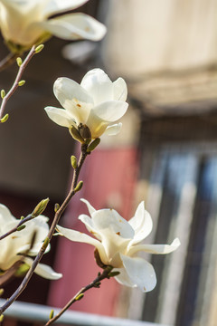 两朵盛开怒放的白玉兰花