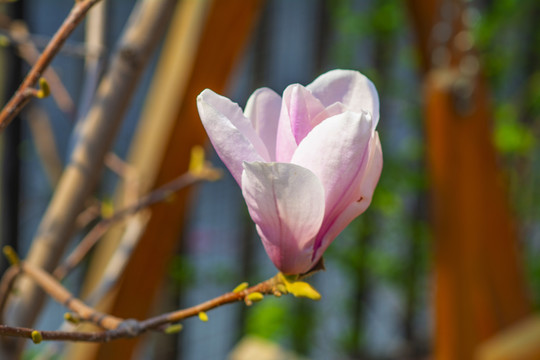 树枝上一朵半开花的粉玉兰花
