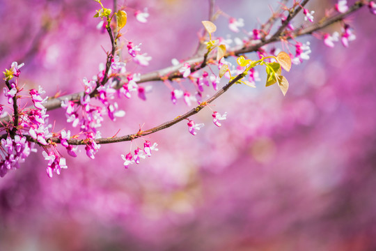 紫荆花