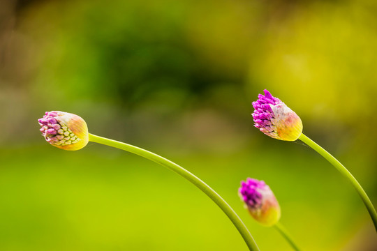 一点红与花卉