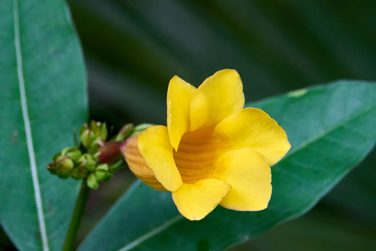 植物鲜花夹竹桃科黄蝉