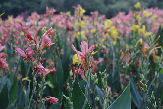 花海