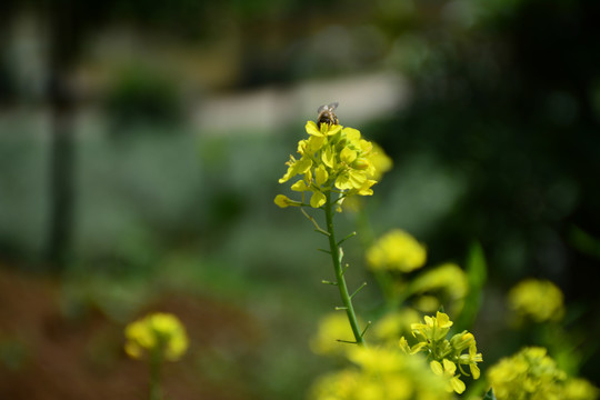 油菜花