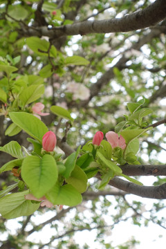 桃花树