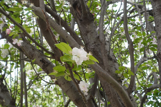 梨花树