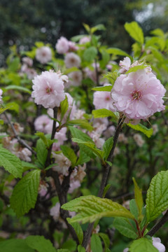 粉色桃花