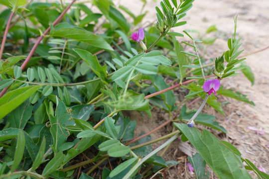 豆角花