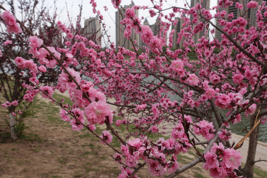 桃花林