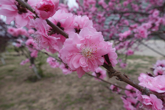 桃花枝丫