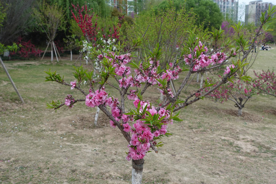 菊花桃