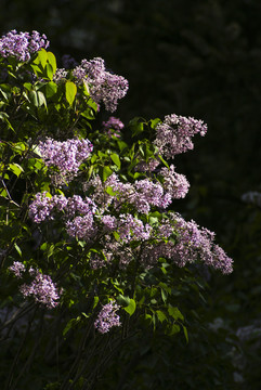 丁香花