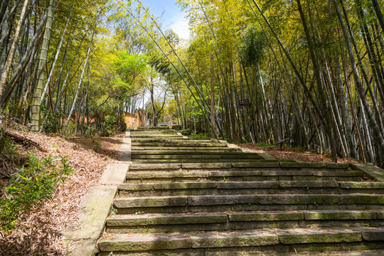 竹林里的石阶路