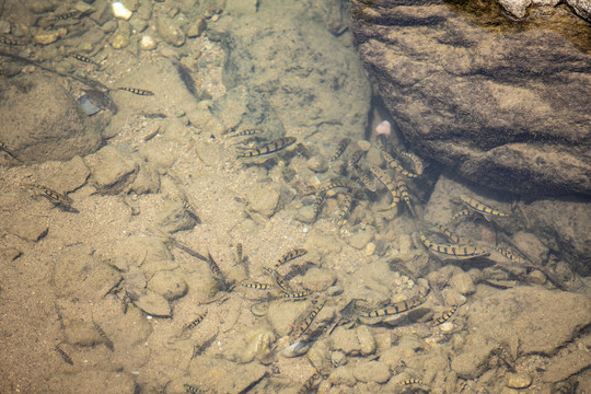 生态野生溪鱼石斑鱼