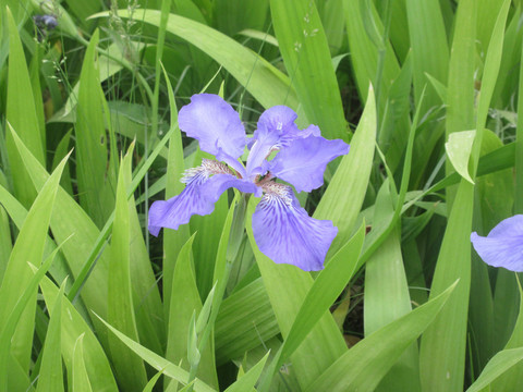 扁竹花