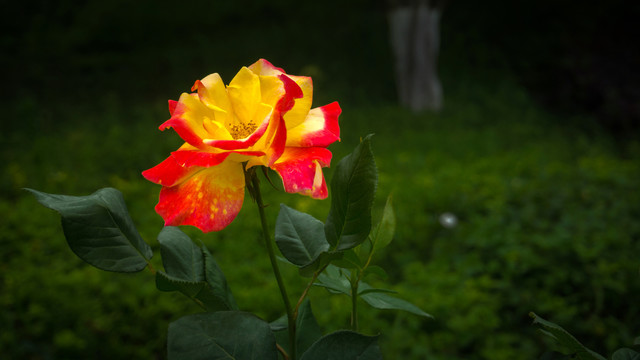 月季花开