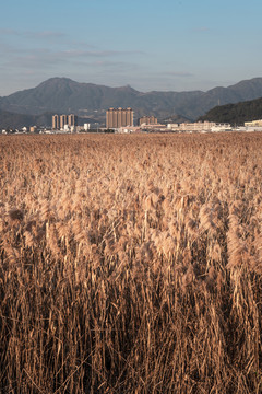 农村湿地芦苇荡