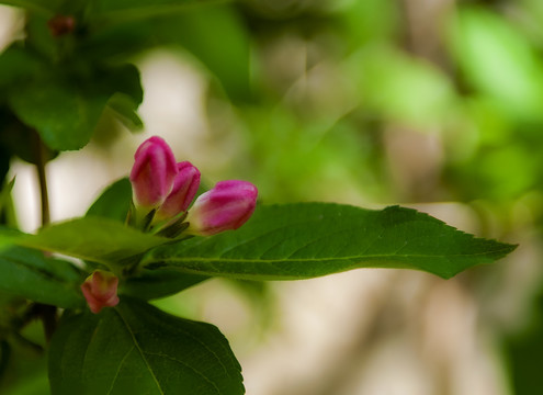 锦带花