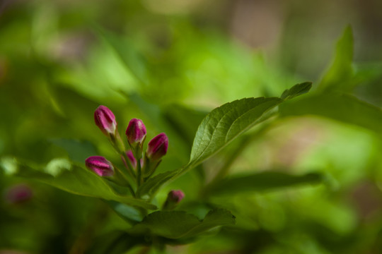 锦带花