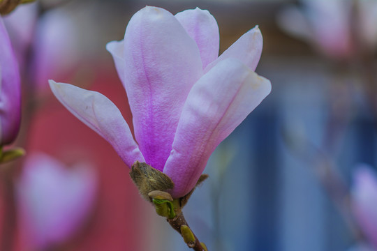 树枝上一朵盛开的粉色玉兰花