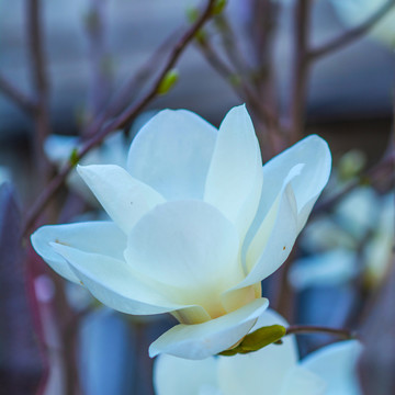 一朵盛开绽放的白玉兰花