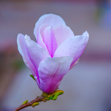 一朵盛开绽放的粉玉兰花